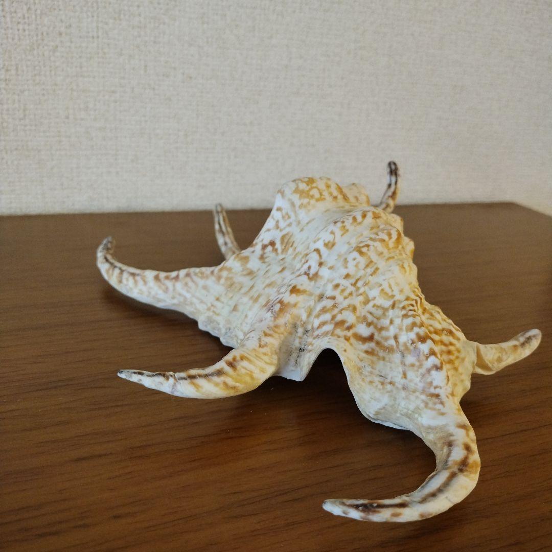 スイジガイの貝殻