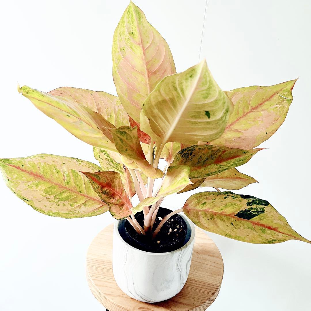 希少》アグラオネマ プラカイペットレッド 観葉植物 室内 calm cafe