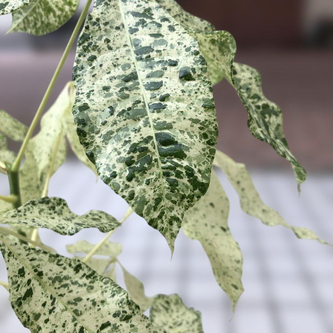 超希少❗️白勝❗️パキラ ミルキーウェイ 接木✨ Amazon.co.jp