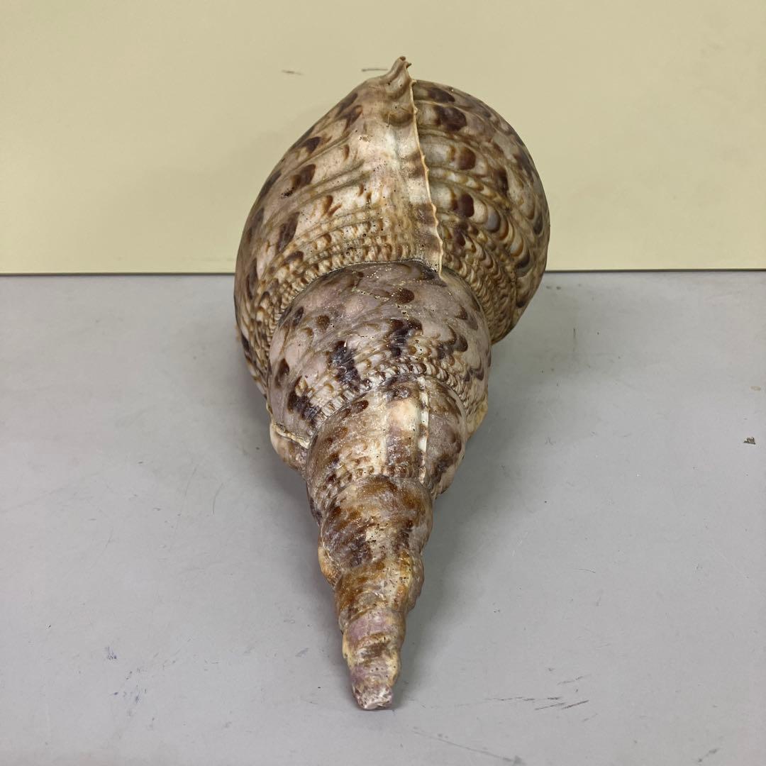 E-4 大型 法螺貝 ホラガイ 貝殻 置物 標本 インテリア コレクション 鑑賞