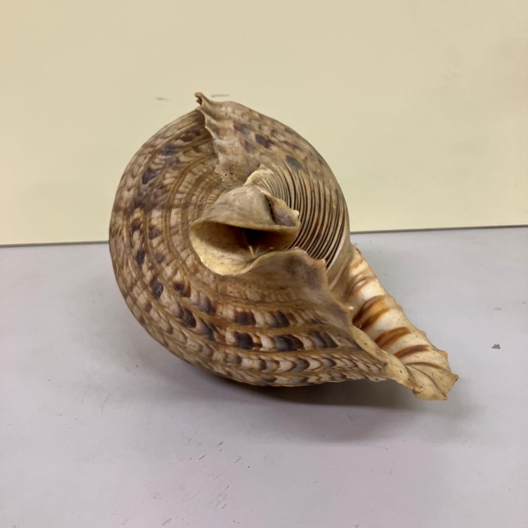 E-4 大型 法螺貝 ホラガイ 貝殻 置物 標本 インテリア コレクション 鑑賞