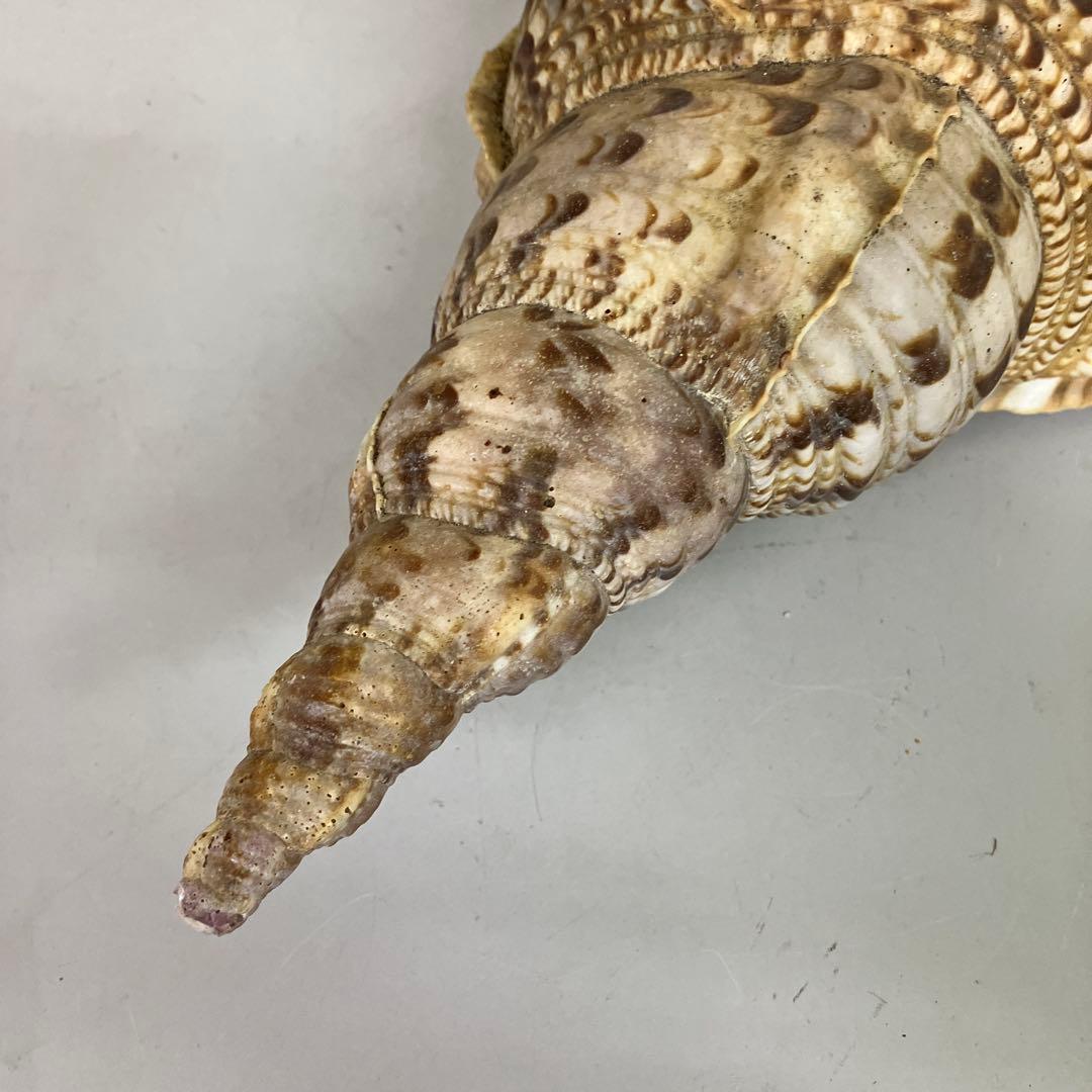 E-4 大型 法螺貝 ホラガイ 貝殻 置物 標本 インテリア コレクション 鑑賞