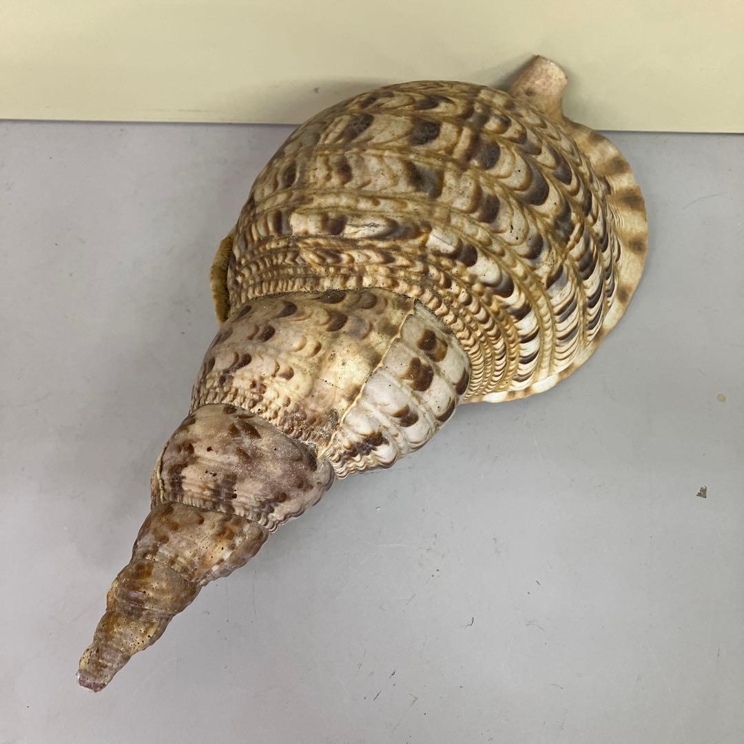 E-4 大型 法螺貝 ホラガイ 貝殻 置物 標本 インテリア コレクション 鑑賞