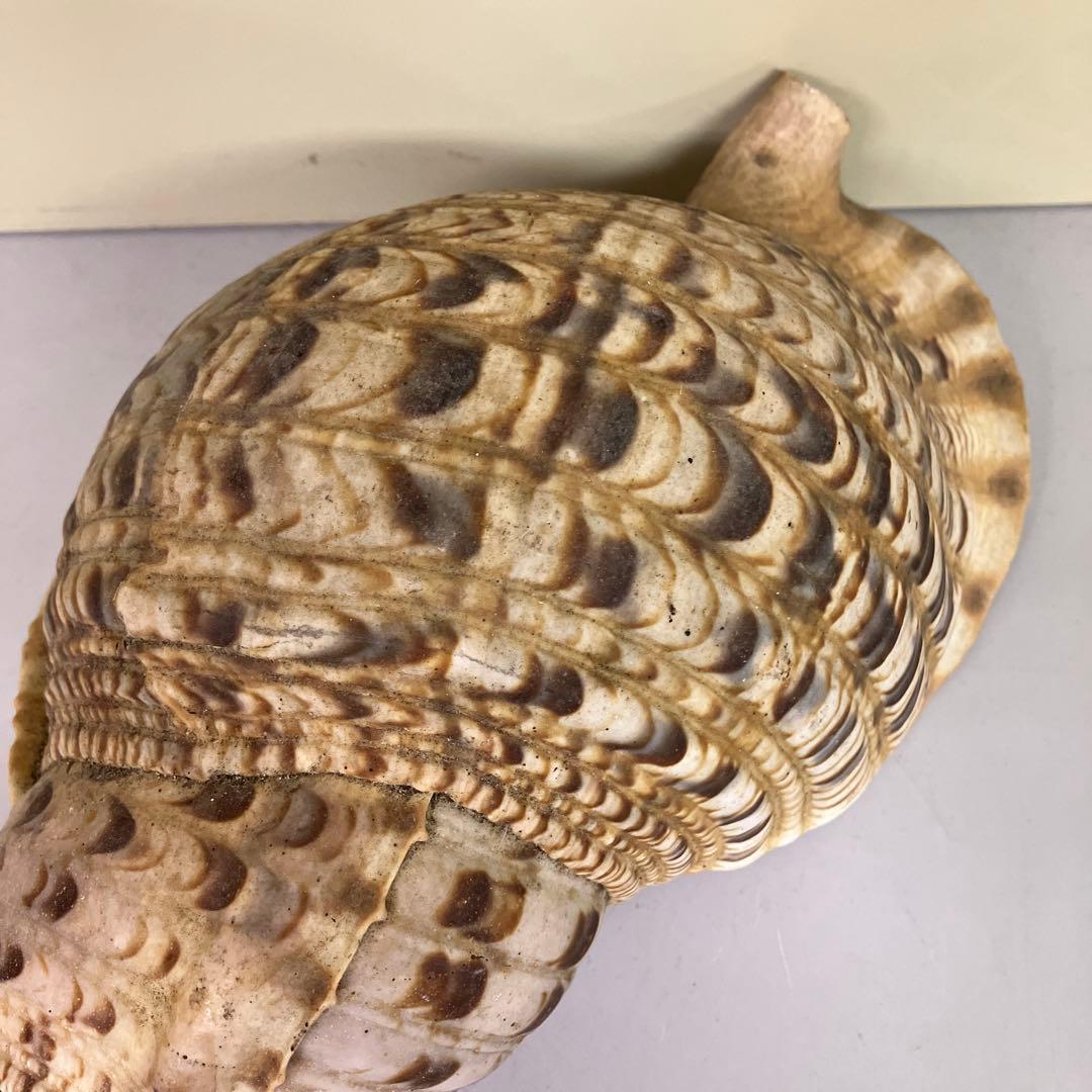 E-4 大型 法螺貝 ホラガイ 貝殻 置物 標本 インテリア コレクション 鑑賞