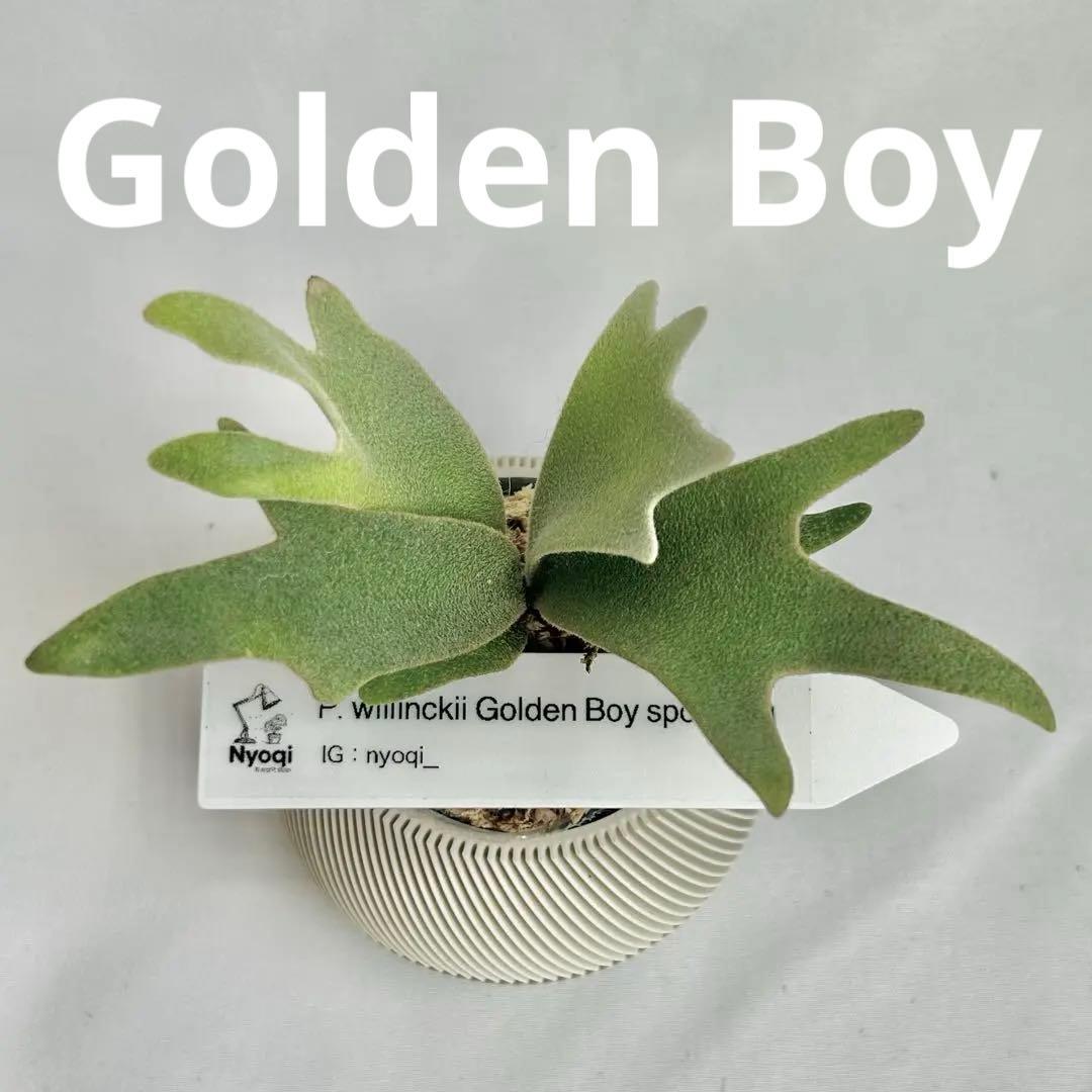 メルカリ便』P. wilinckii Golden Boy spore【90】 - メルカリ