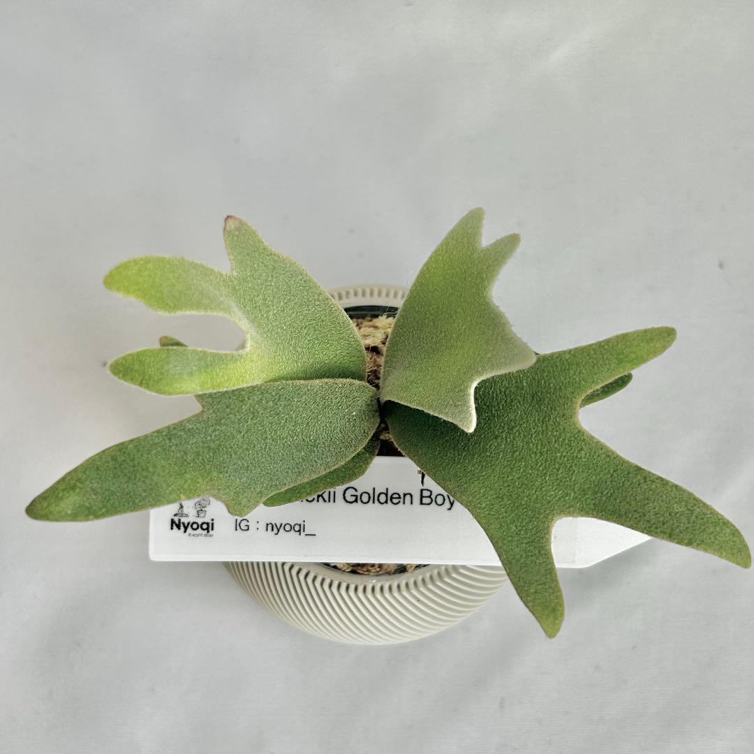 メルカリ便』P. wilinckii Golden Boy spore【90】 - メルカリ