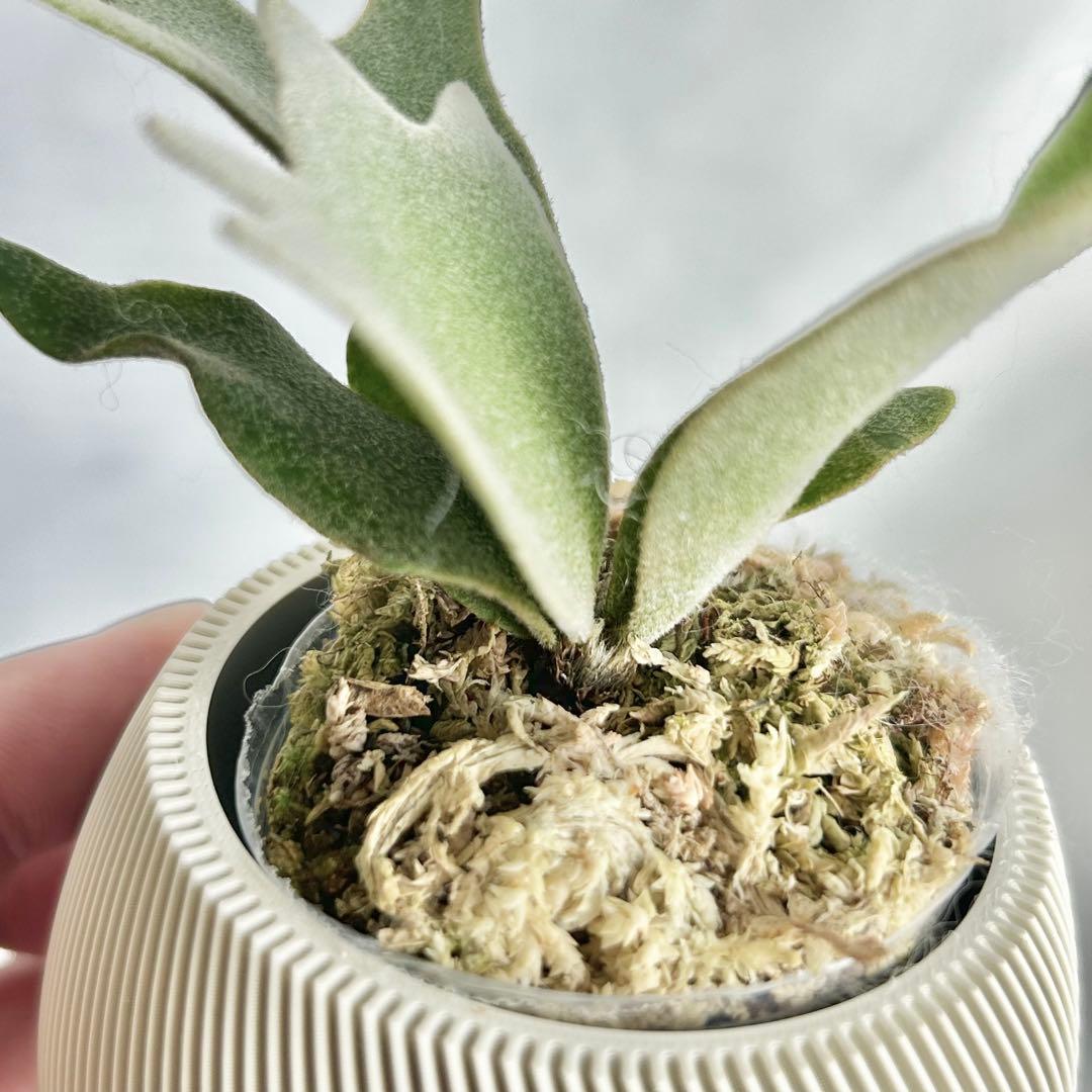 メルカリ便』P. wilinckii Golden Boy spore【90】 - メルカリ