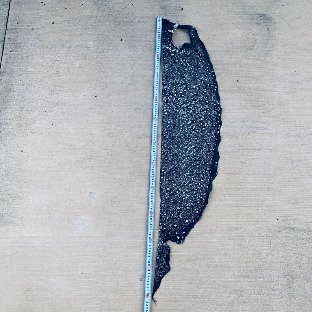 24) イバラエイ スター カイラギ エイ革 stingray ガルーシャ