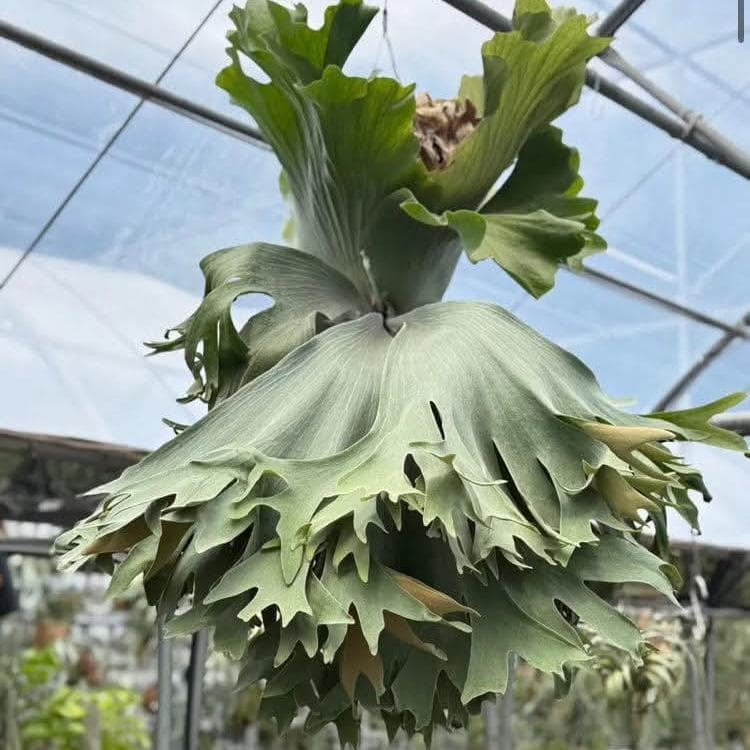 P.Silver Velvet シルバーベルベット ビカクシダ - メルカリ