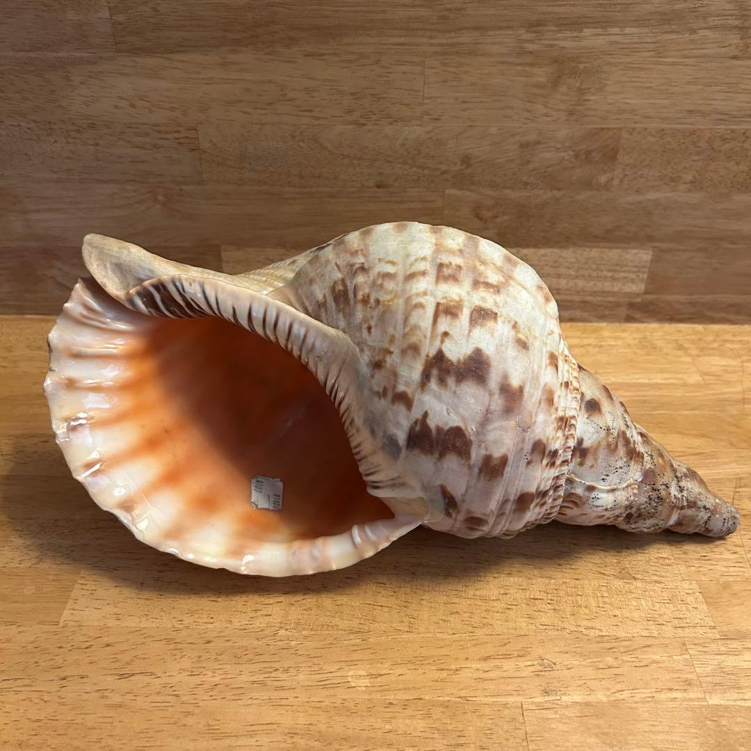 希少　天然巻貝　置物 大きめ　約33cm