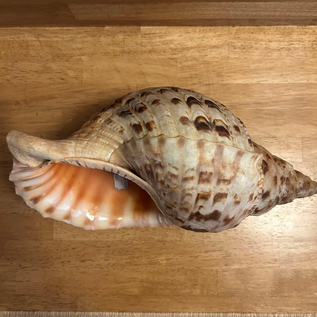 希少　天然巻貝　置物 大きめ　約33cm