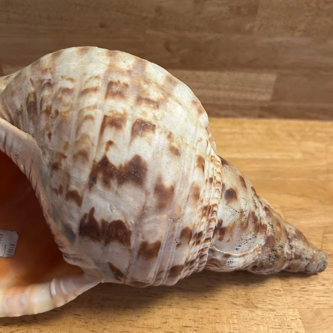 希少　天然巻貝　置物 大きめ　約33cm