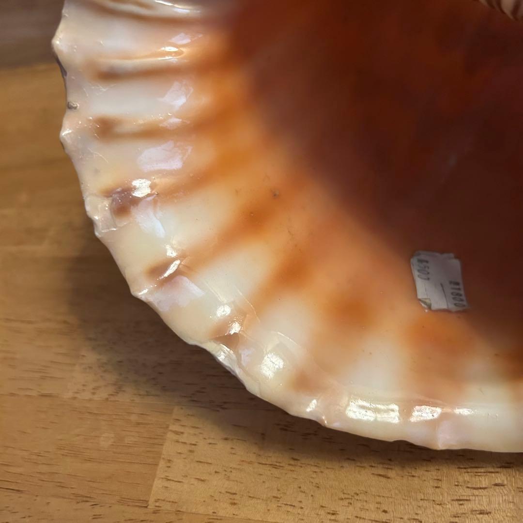 希少　天然巻貝　置物 大きめ　約33cm