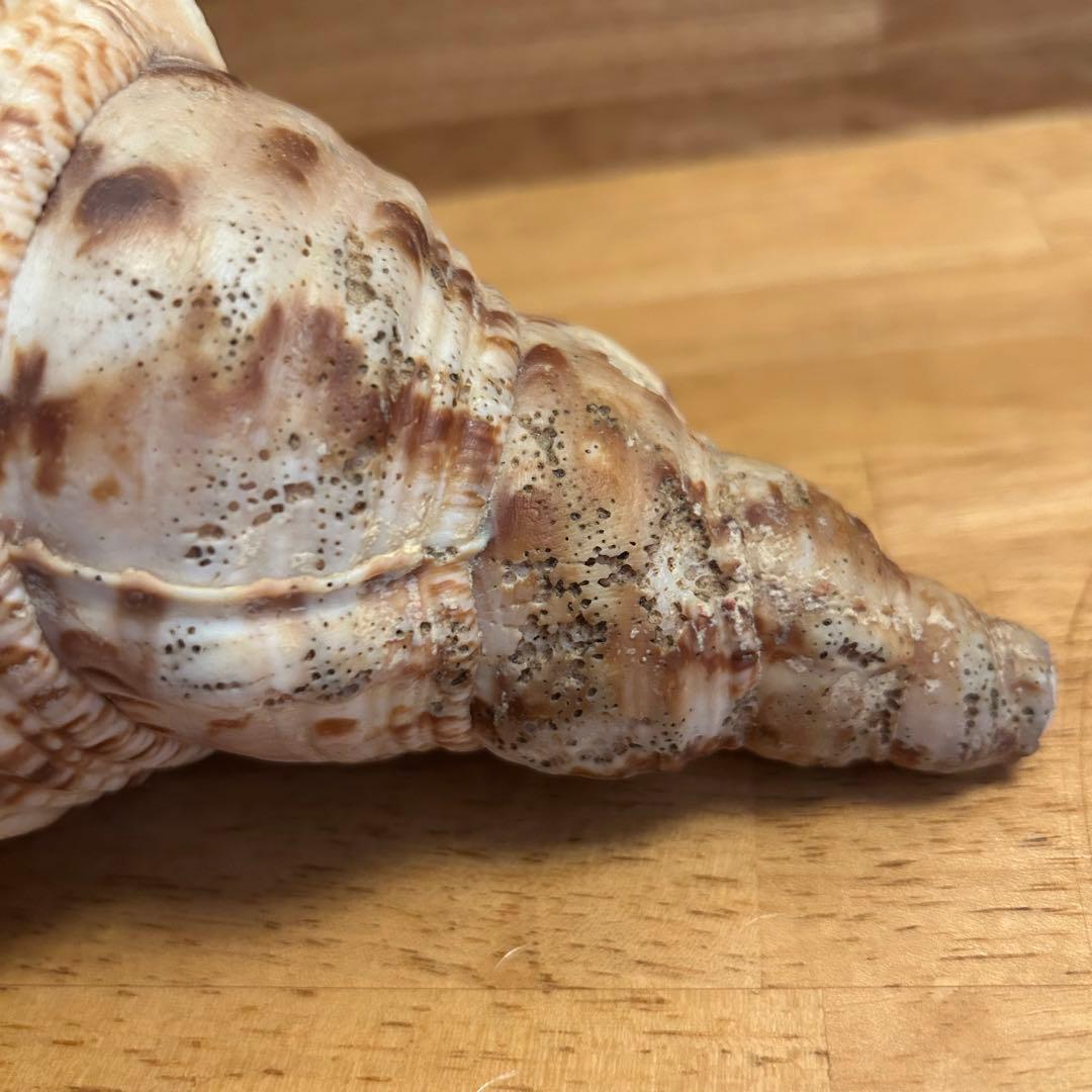 希少　天然巻貝　置物 大きめ　約33cm