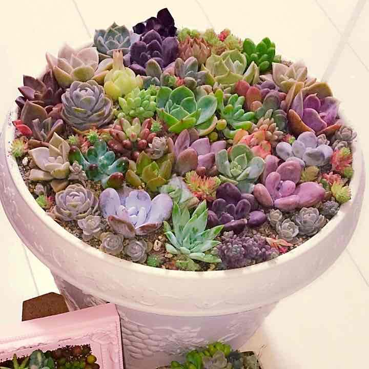 多肉植物植物寄せ植えビッグサイズ確認用