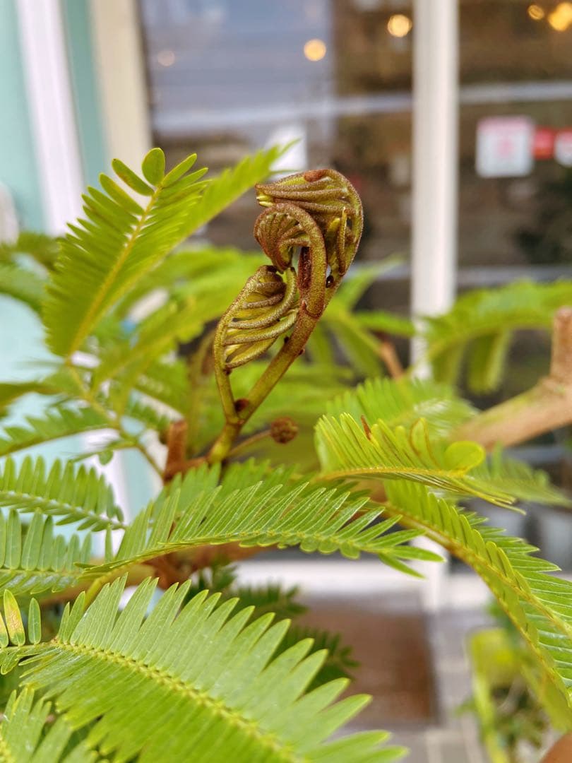 エバーフレッシュ　自然樹形　大型　引き取り希望