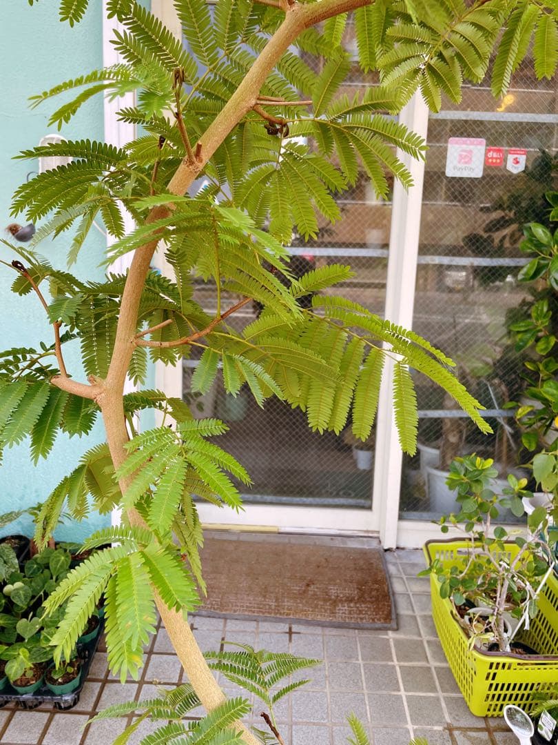 エバーフレッシュ　自然樹形　大型　引き取り希望