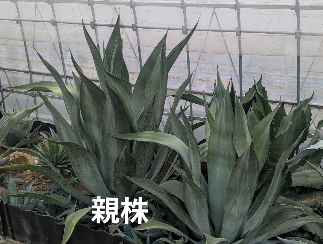 アガベ☆変種アメリカーナ『闇夜烏』 | Shop at Mercari from Japan