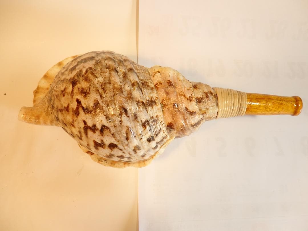 法螺貝 約39㎝ 木製歌口,新品 MH-468