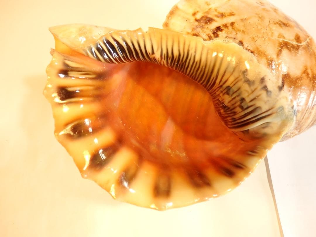 法螺貝 約39㎝ 木製歌口,新品 MH-468