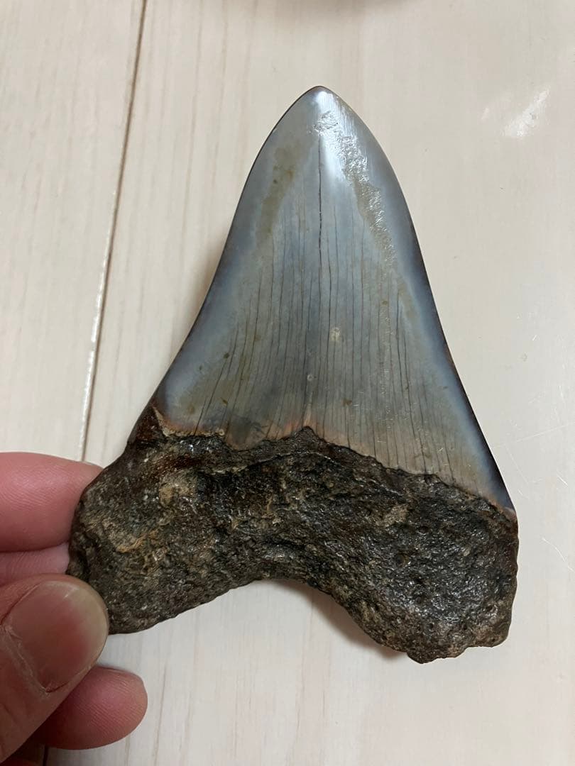 メガロドン歯化石