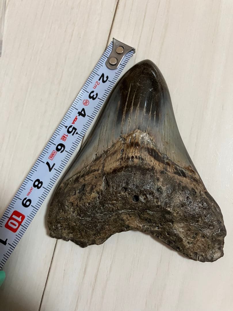 メガロドン歯化石