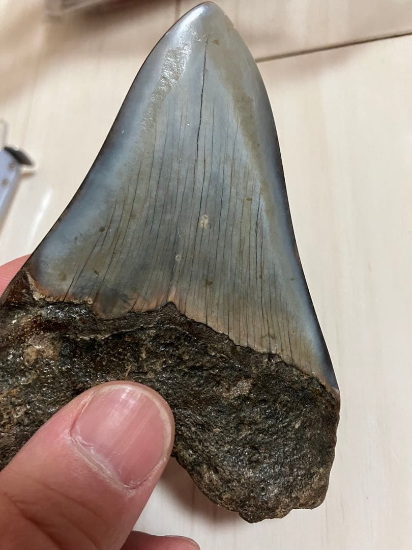 メガロドン歯化石