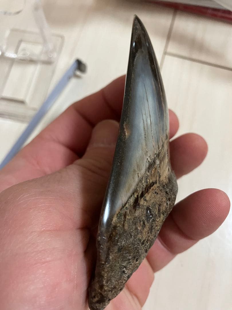 メガロドン歯化石