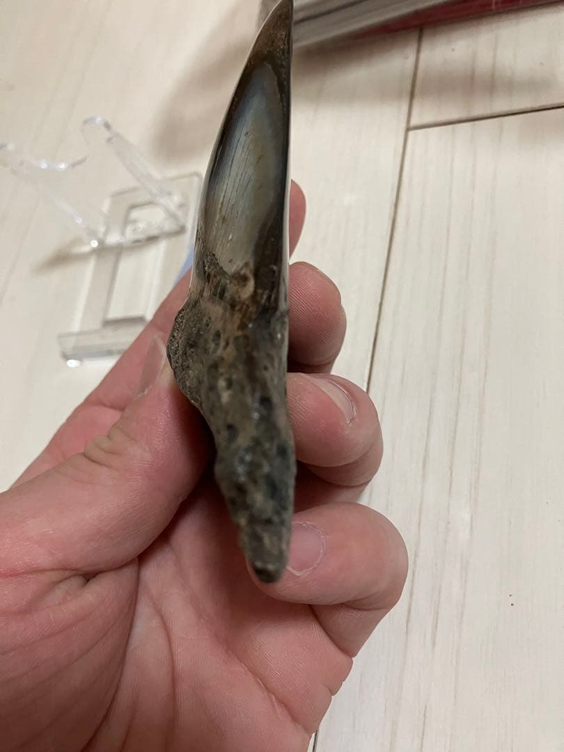 メガロドン歯化石