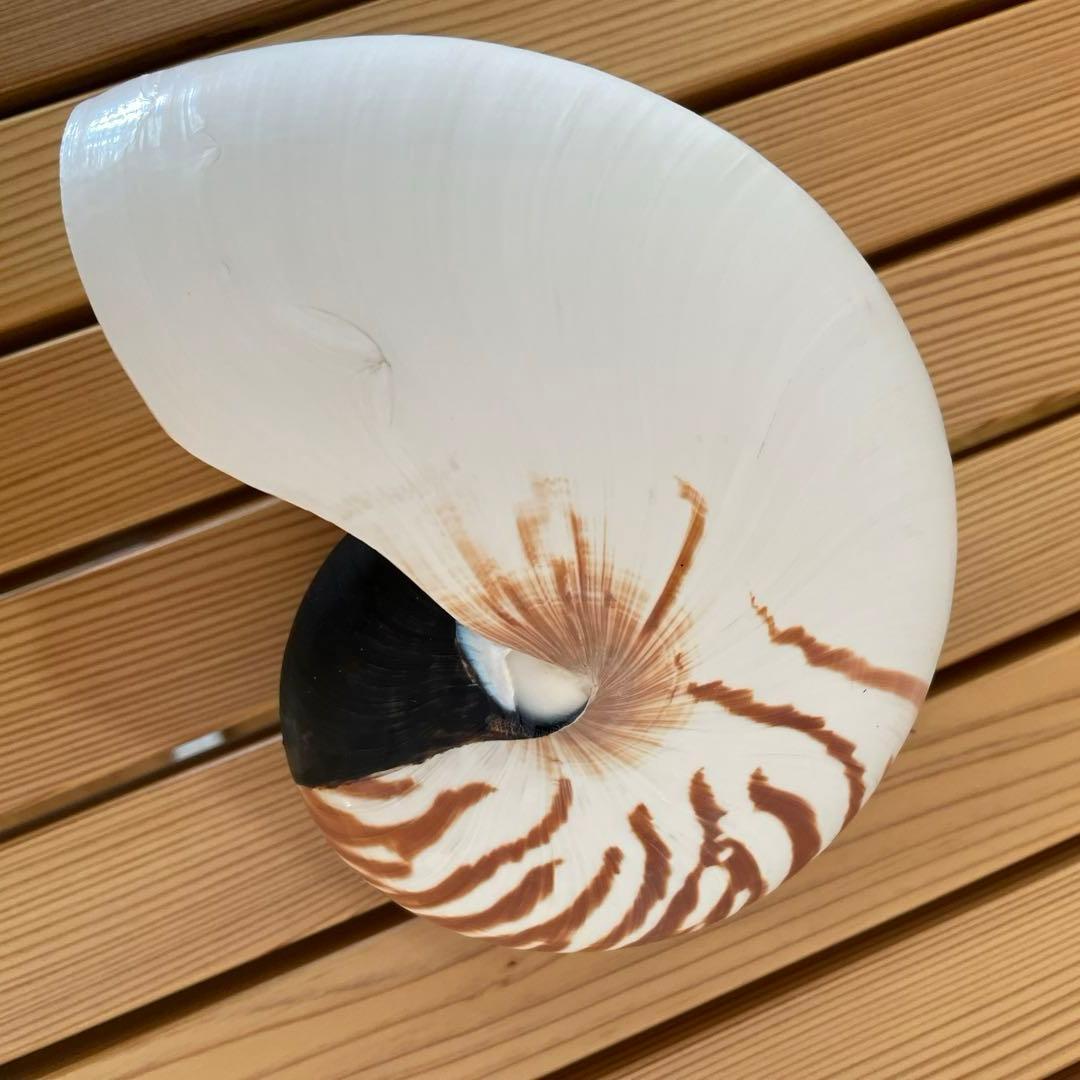 オウム貝 オーム貝 生きた化石 - メルカリ