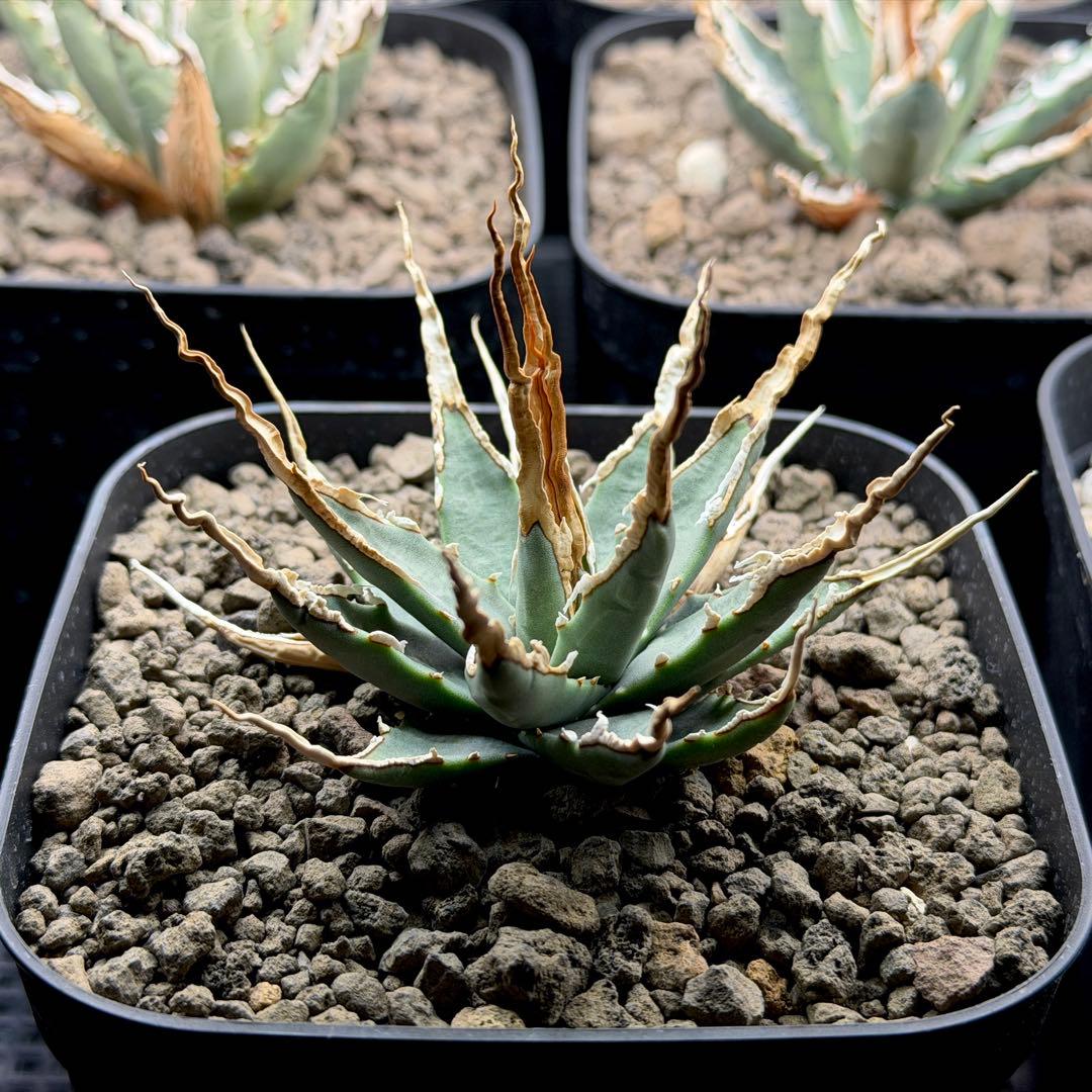 【超選抜】エボリスピナ選抜実生陽炎株　鉢ごと発送