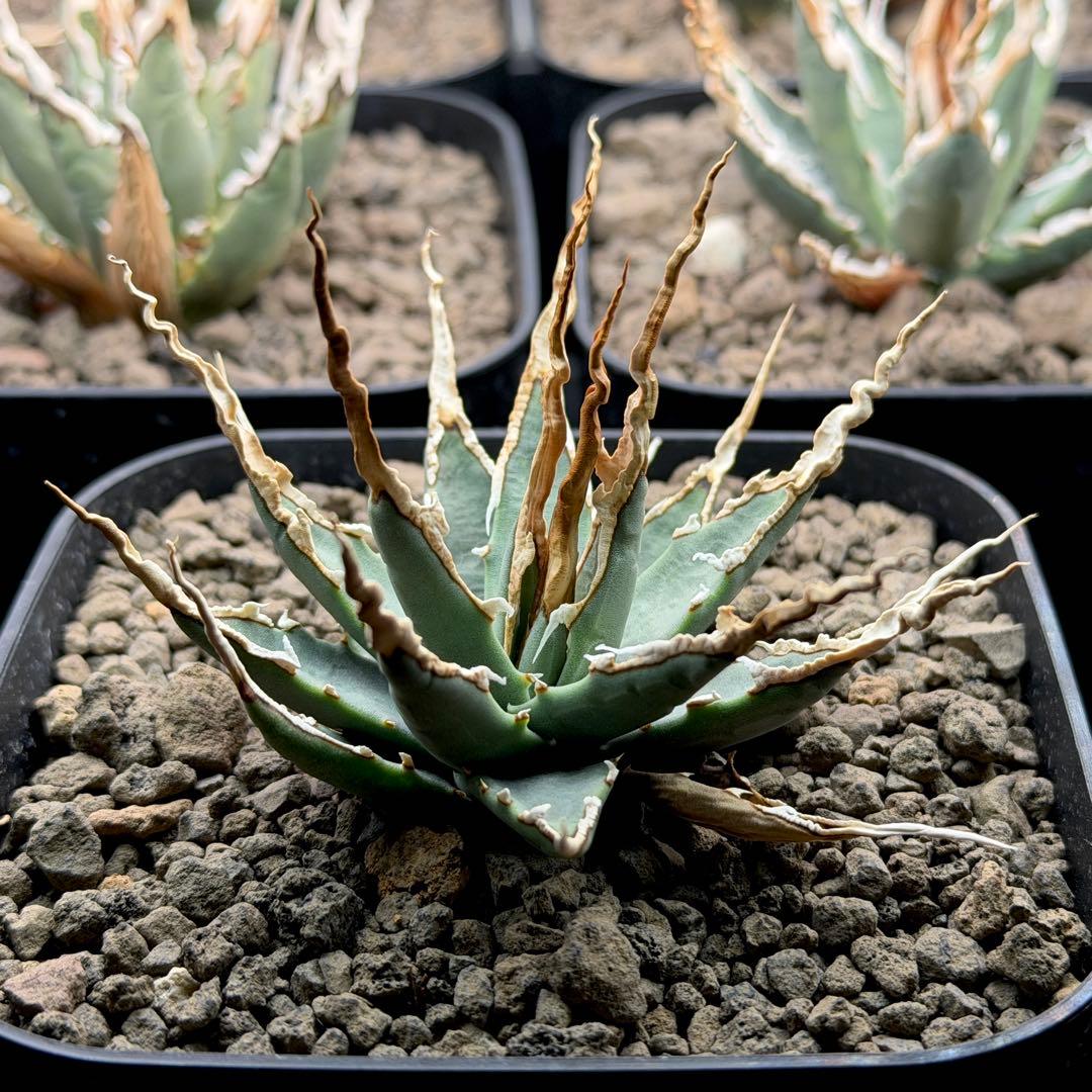 【超選抜】エボリスピナ選抜実生陽炎株　鉢ごと発送