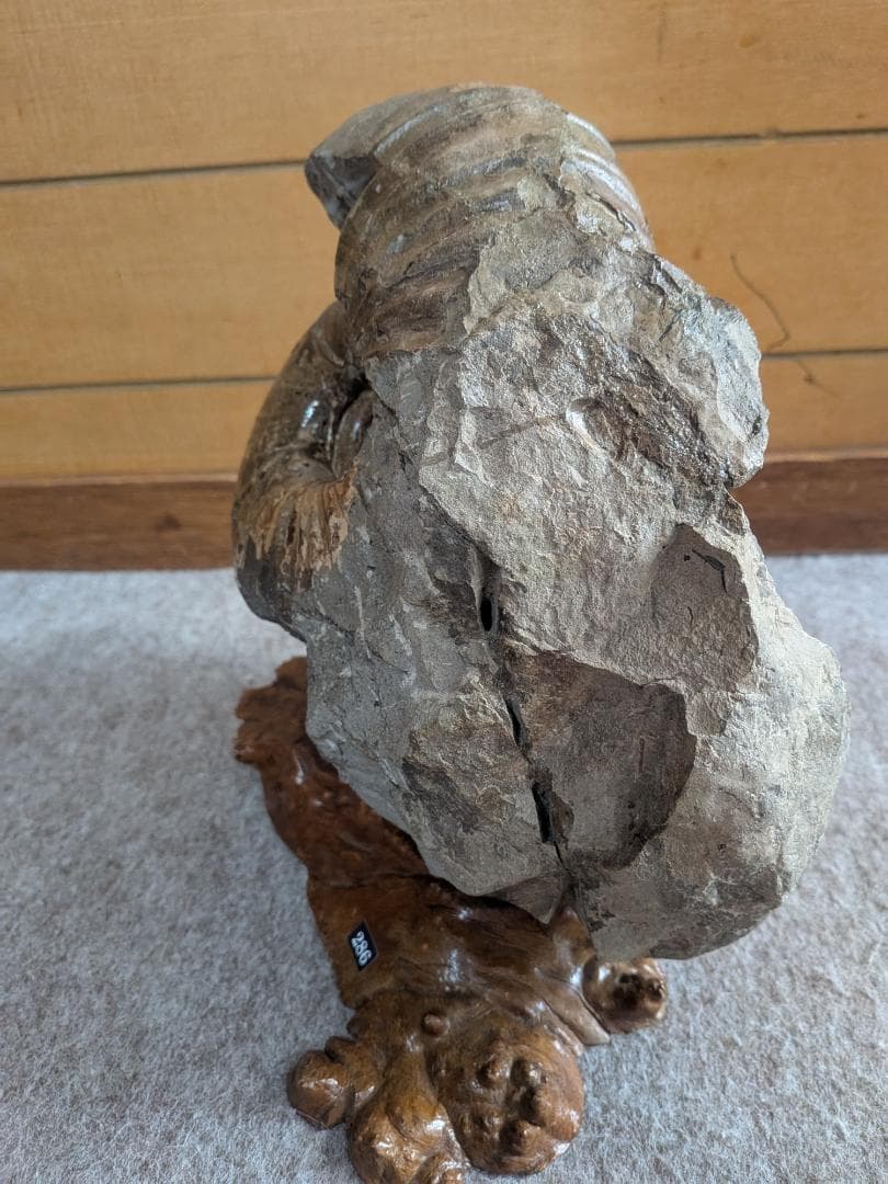 アンモナイト化石 15cm(286)の通販｜www.missouri-66.com