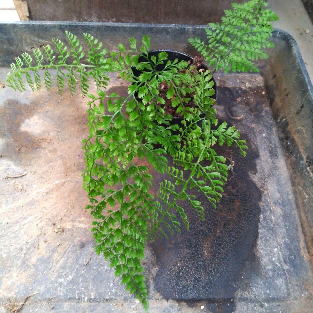 ワケアリ 中④ 品種不明シダ