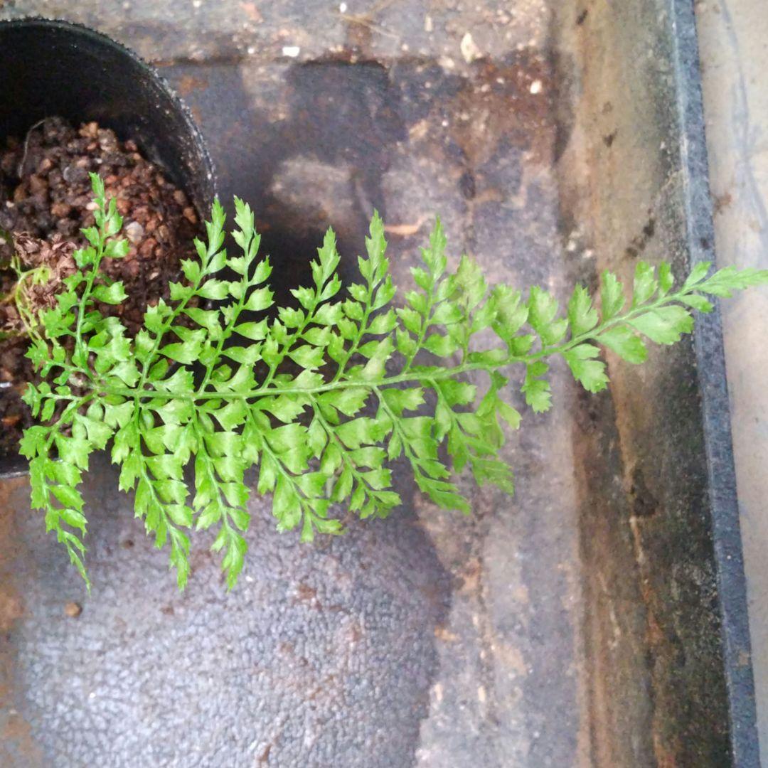 ワケアリ 中④ 品種不明シダ