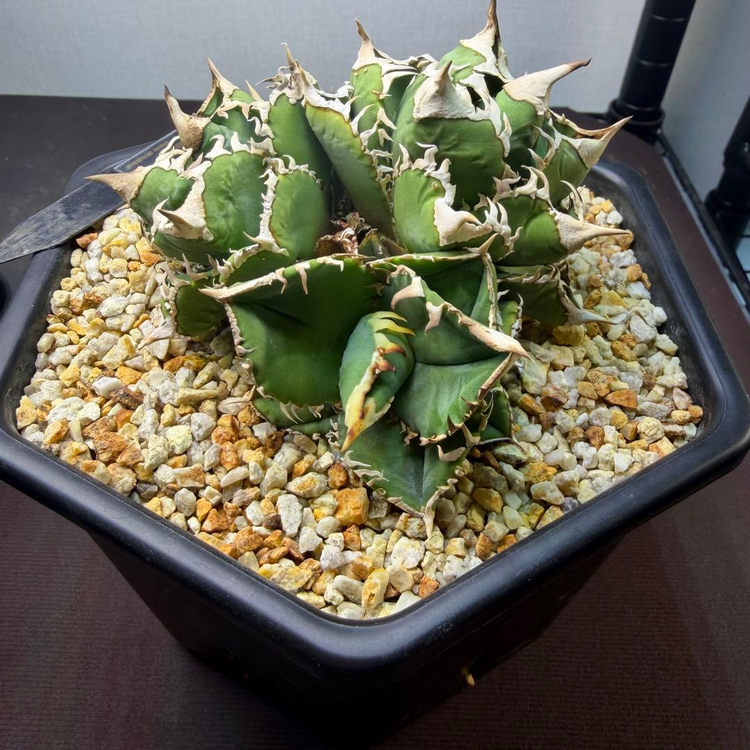 4頭大白鯊　アガベ　鉢植え配送