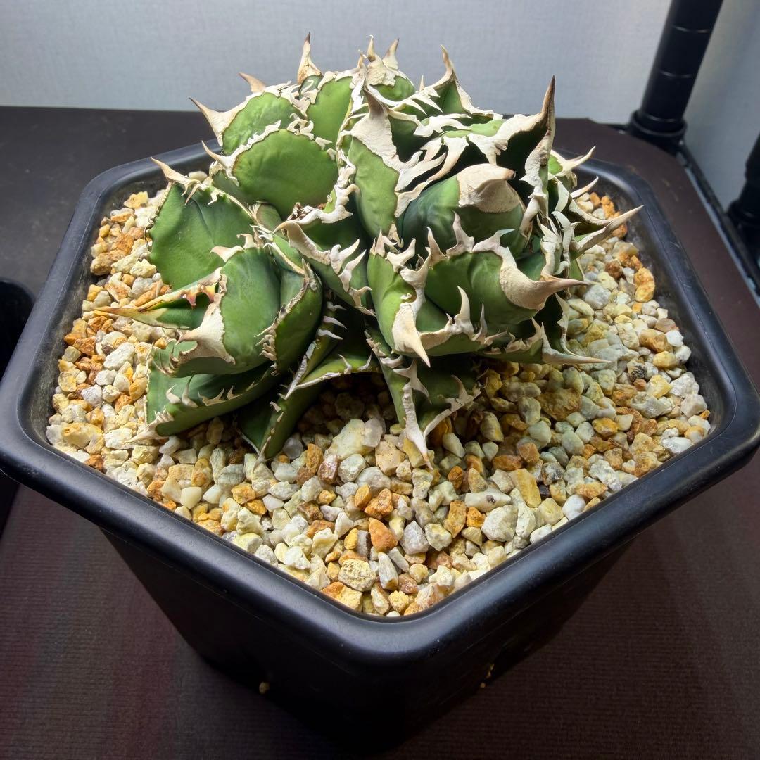 4頭大白鯊　アガベ　鉢植え配送