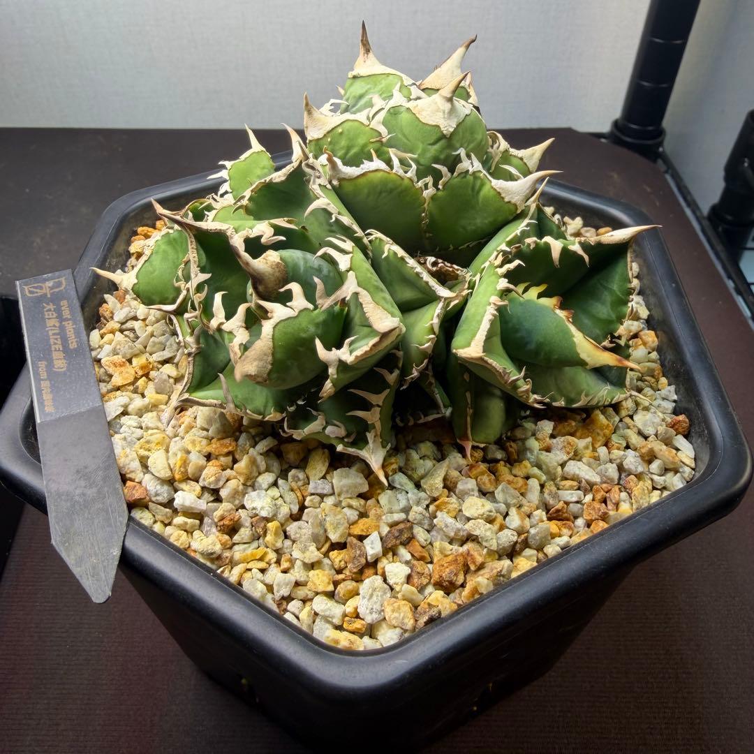 4頭大白鯊　アガベ　鉢植え配送