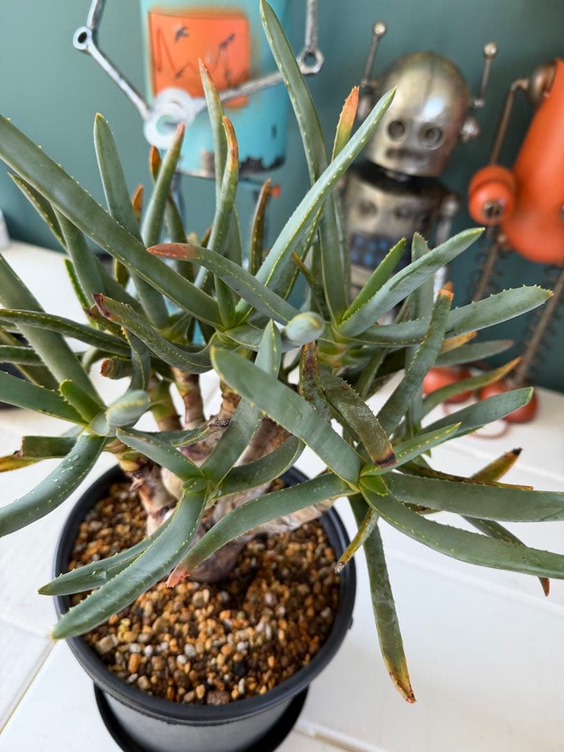 アロエ ラモシシマ / 幹太 ツリーアロエ レア 多肉 アロイデンドロン