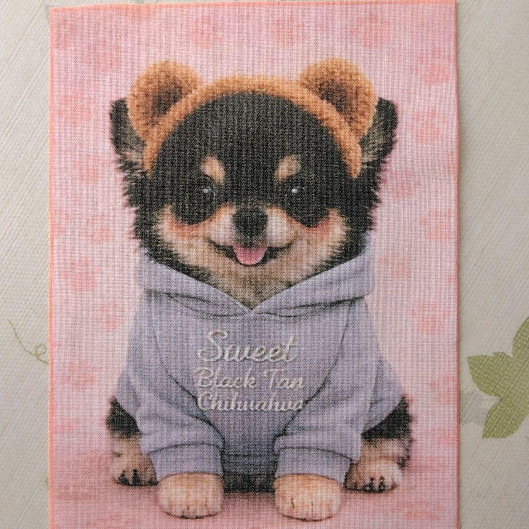 ☆受付☆ チワワ