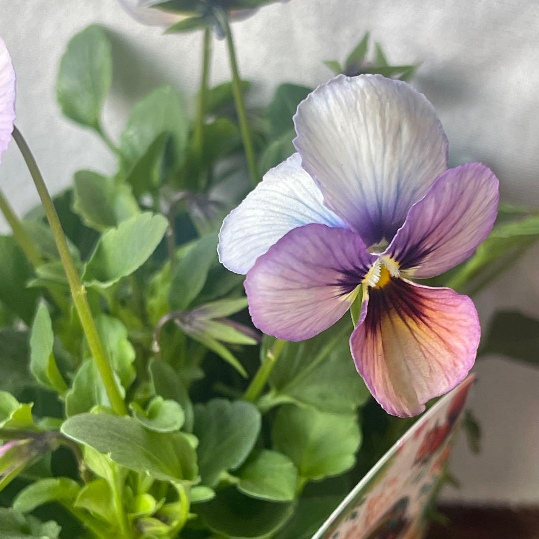 ビオラ すみれ図鑑 パルプンテ 2ポットセット - メルカリ