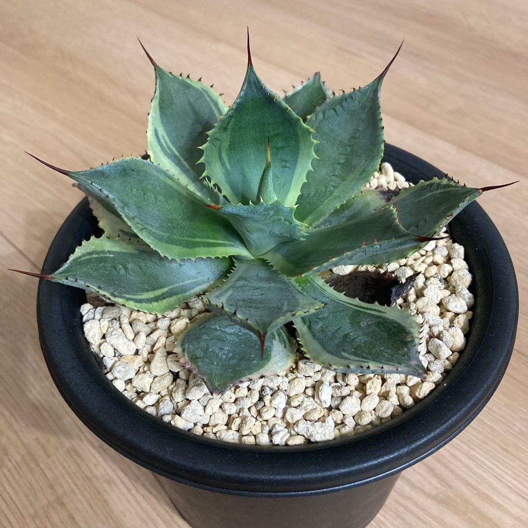 アガベ ラッキーストライプ パリー parryi