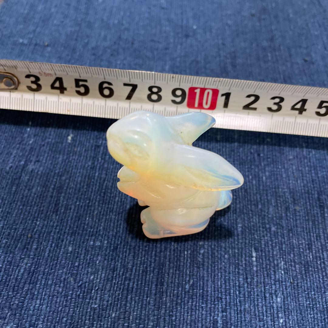 うさぎ　ウサギ　兎