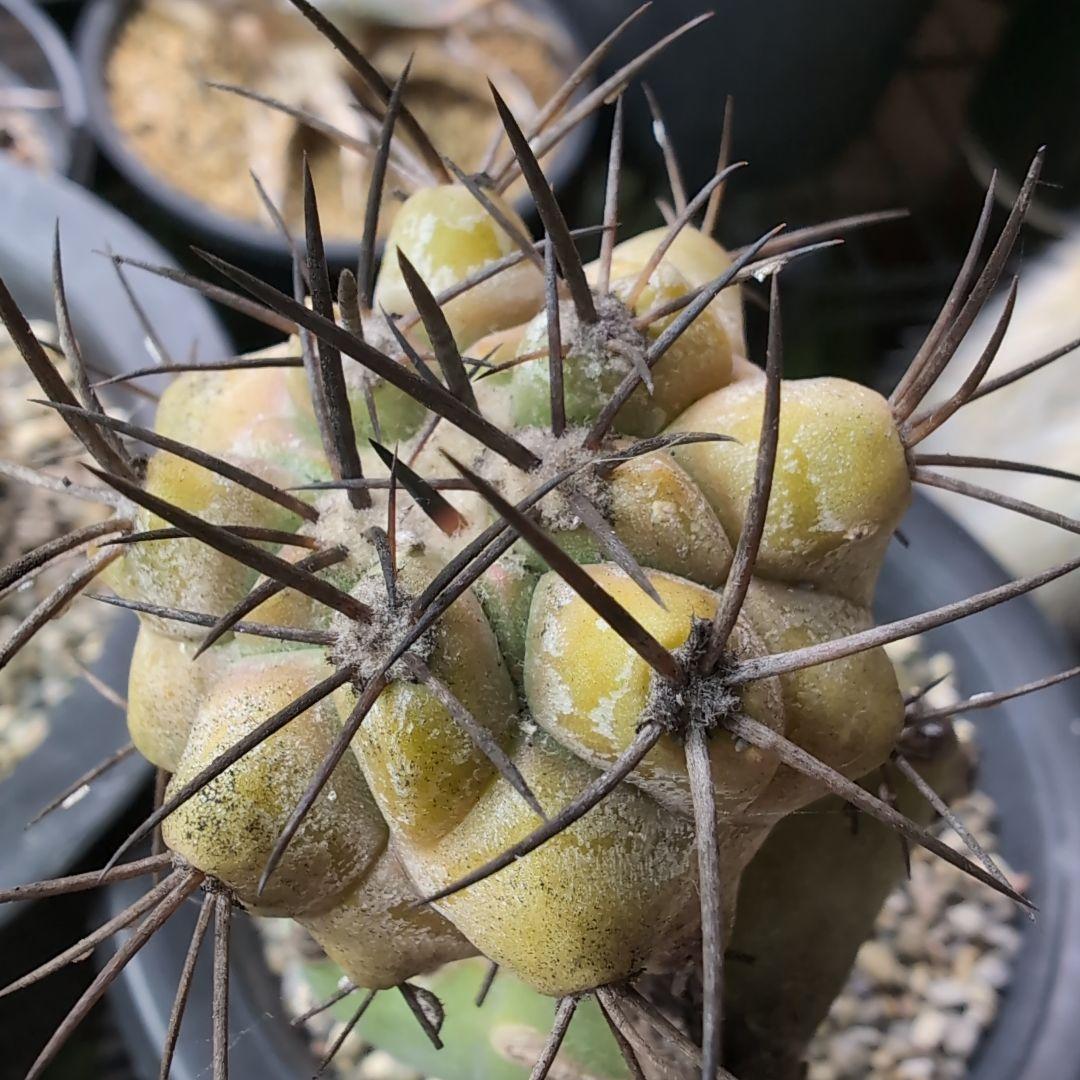 専用　輸入球　コピアポア　黒王丸錦　かき仔　接ぎ木　鉢ごと送料込み