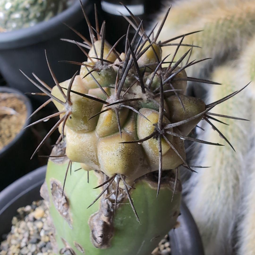 専用　輸入球　コピアポア　黒王丸錦　かき仔　接ぎ木　鉢ごと送料込み