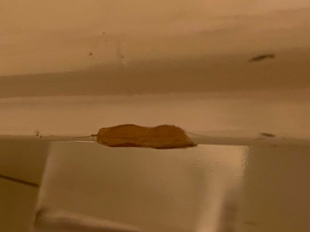 カリモク　ヴィンテージ　ローテーブル　スペースエイジ　ミッドセンチュリー