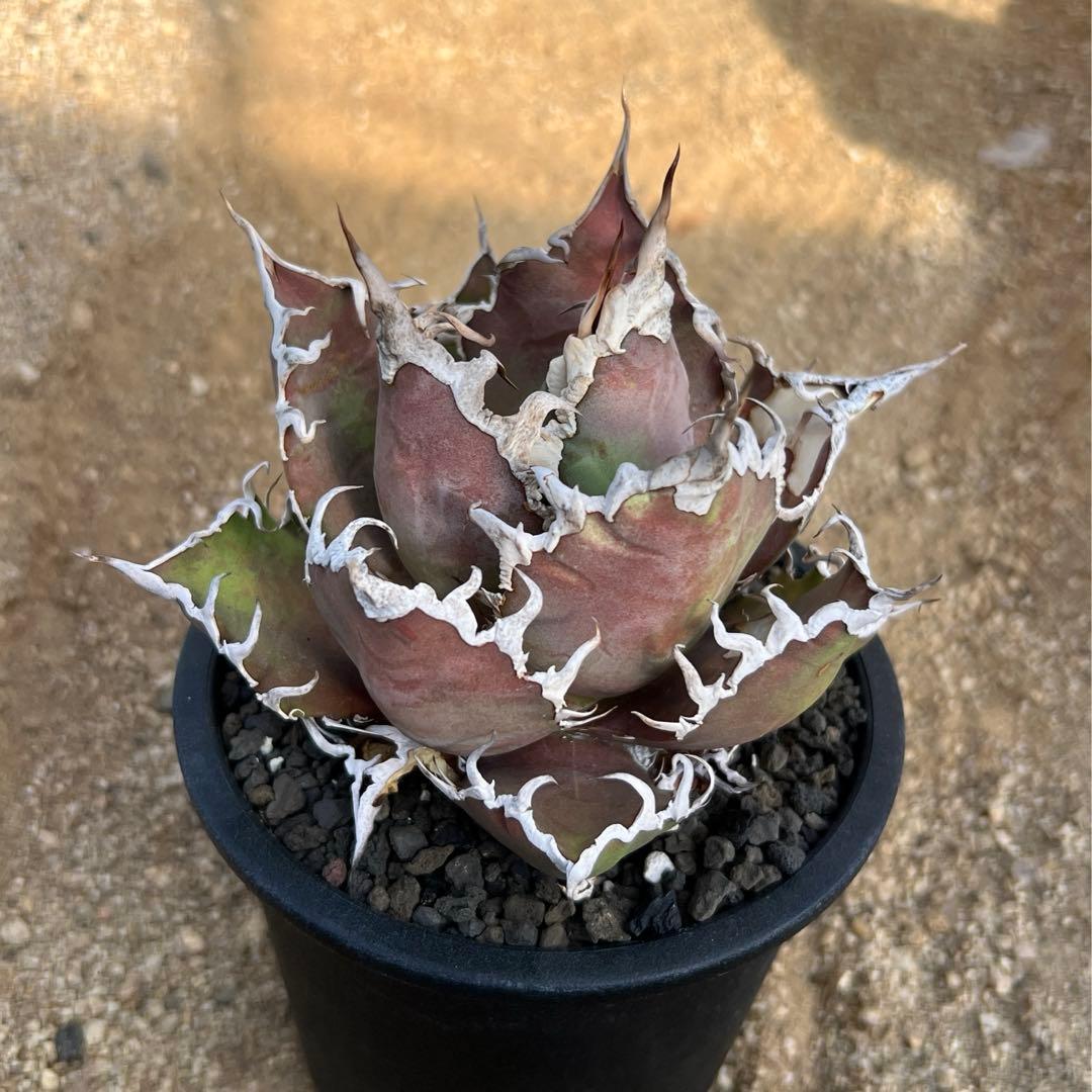 アガベ　チタノタ　シーザー　大株　活着済み　子株付き