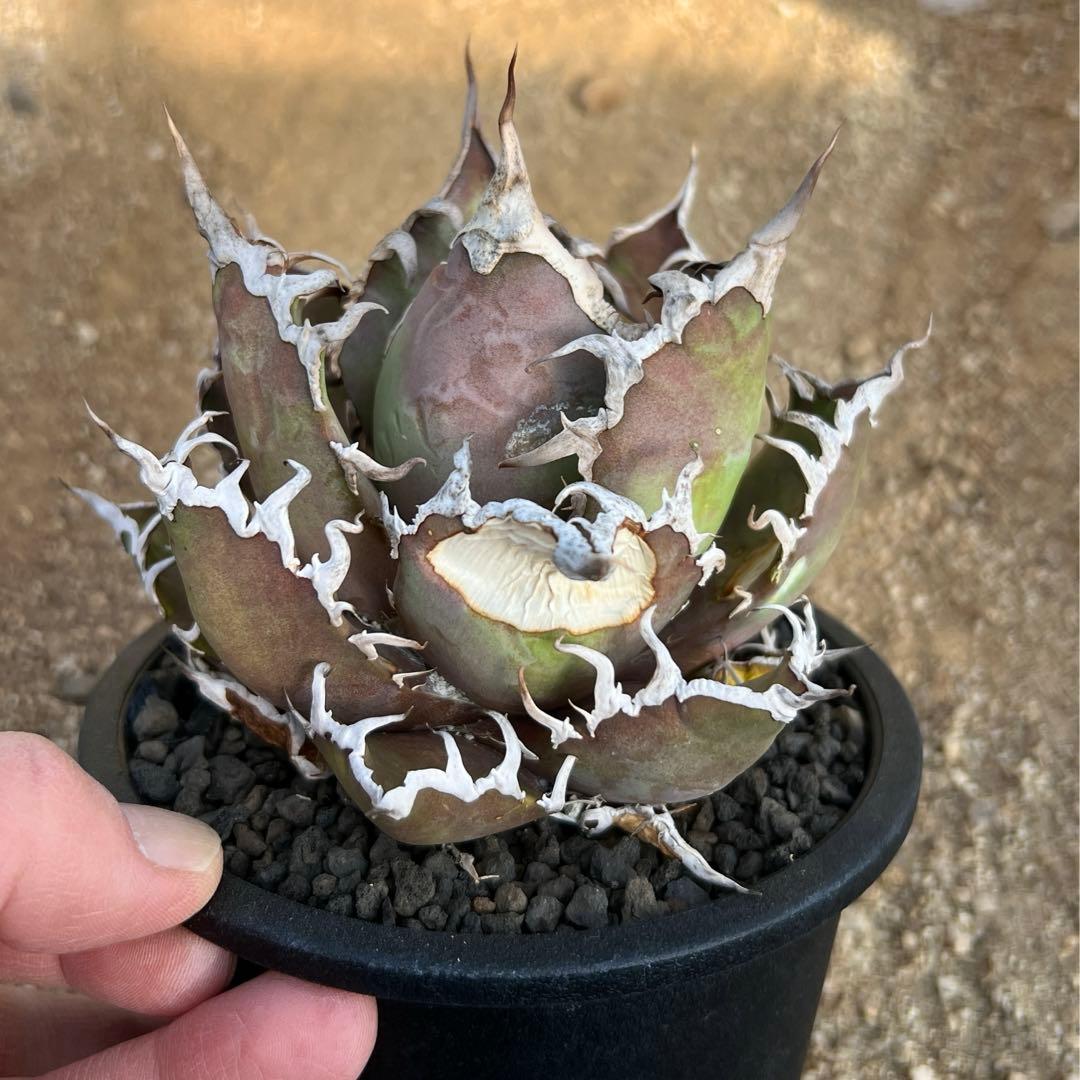 アガベ　チタノタ　シーザー　大株　活着済み　子株付き