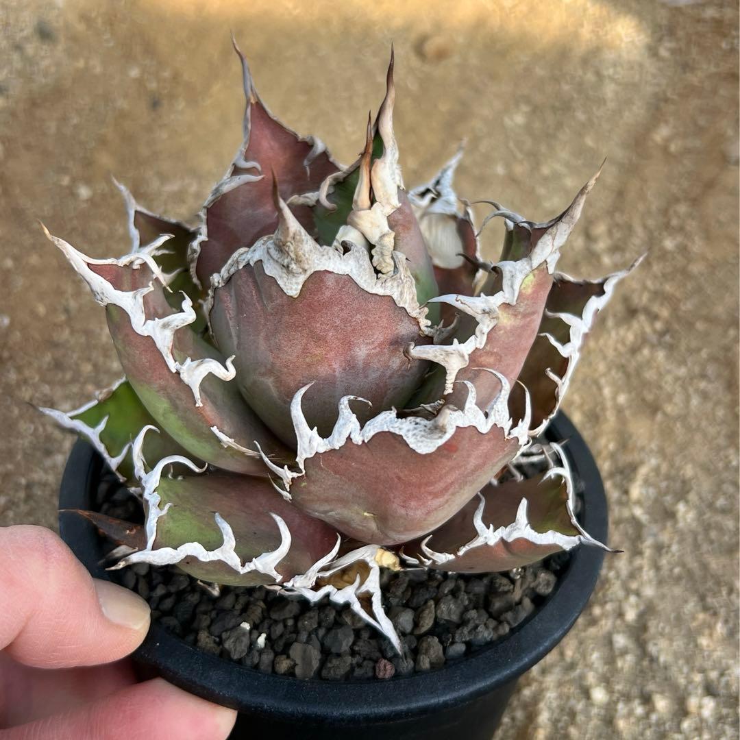 アガベ　チタノタ　シーザー　大株　活着済み　子株付き