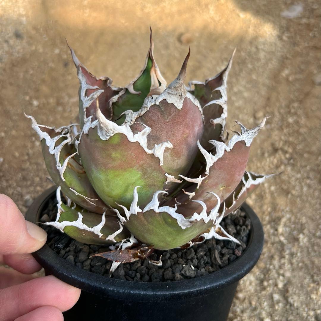 アガベ　チタノタ　シーザー　大株　活着済み　子株付き